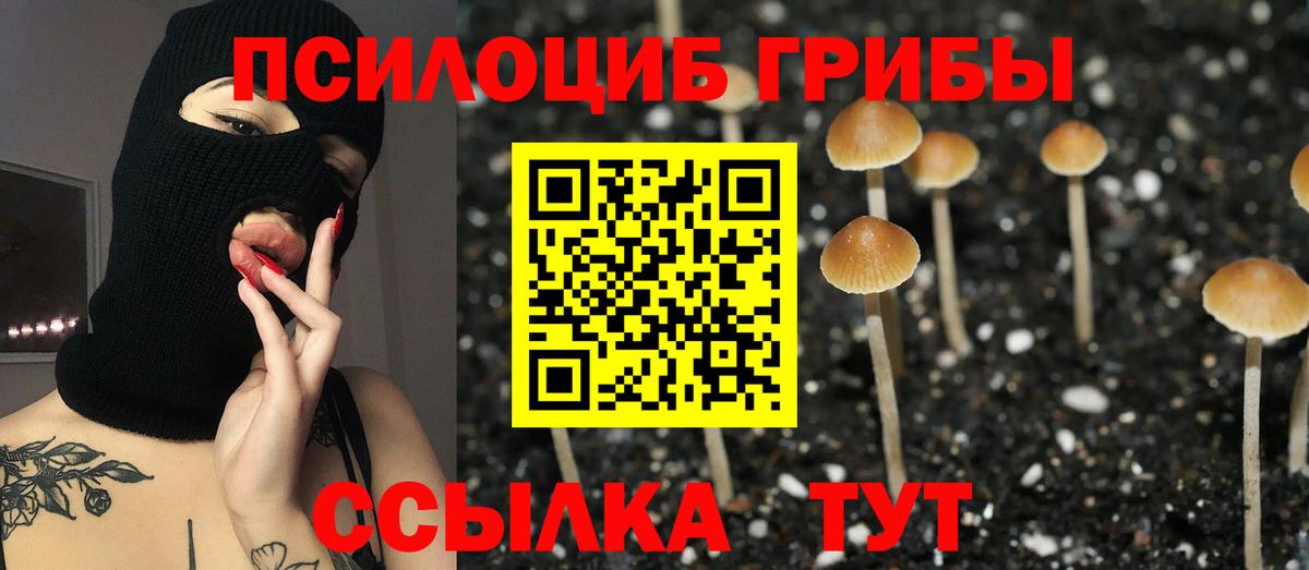 Бердск  Псилоцибиновые грибы Psilocybe  Вход с VPN 